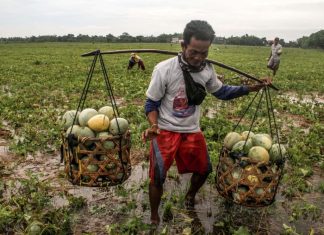 Medco Energi Dorong Pangan di Anambas Lewat Pemberdayaan Petani