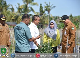 Anggota Komisi II DPRD Bengkalis Hadiri Panen Jagung di Desa Pambang Baru