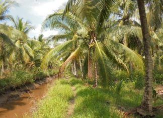 Hore! Perusahaan Salim Group Bakal Bangun Pabrik Kelapa di Natuna