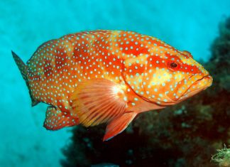 Ekspor Ikan Hidup Anambas ke Hong Kong Terhenti, Nelayan Terpukul