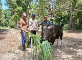 Sapi Kurban Distribusi Menurun Keluar Daerah, Ini Penjelasan DP3 Anambas