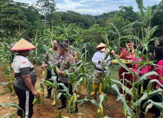 Polsek Siantan Gelar Panen Jagung, Wujudkan Siantan Produktif di Bidang Pangan