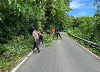 BPBD Anambas Amankan Bukit Tengkorak dari Potensi Pohon Tumbang