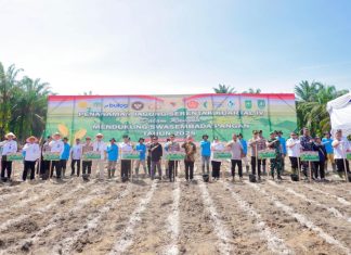 Bupati Bengkalis Ikut Tanam Jagung Serentak