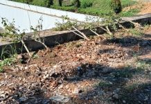 BP Batam Kecam Perusakan Tanaman Kota