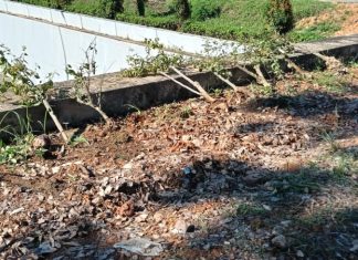 BP Batam Kecam Perusakan Tanaman Kota