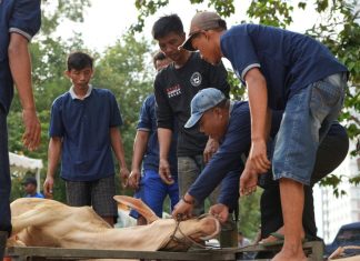 Idul Adha 1447 H: BP Batam Salurkan 15 Sapi dan 18 Kambing Kurban