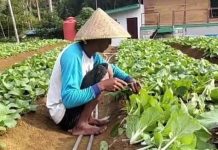 Petani Anambas Sumringah, SPPG Desa Tarempa Barat Pesan Sayur untuk Program MBG