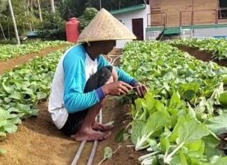Petani Anambas Sumringah, SPPG Desa Tarempa Barat Pesan Sayur untuk Program MBG