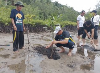 150 Bibit Mangrove Ditanam di Pantai Senggalong Anambas, Bupati Aneng Bidik Potensi Ekowisata